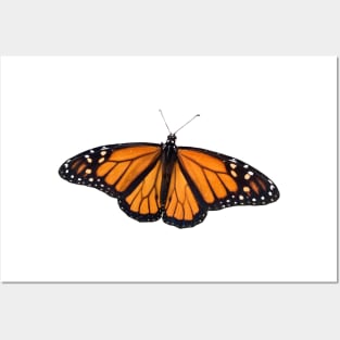 Monarch Butterfly on Orange Posters and Art